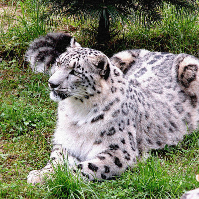 Snow Leopard
