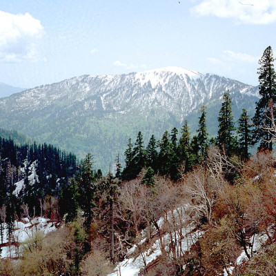 Forest