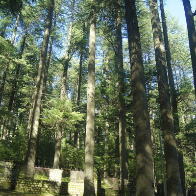 Forest