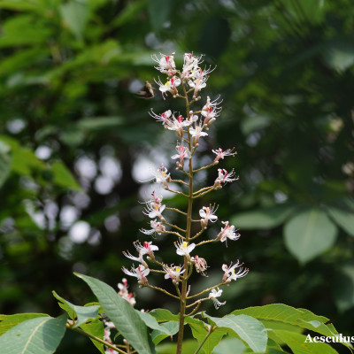 Flora and Fauna