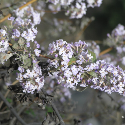 Flora and Fauna