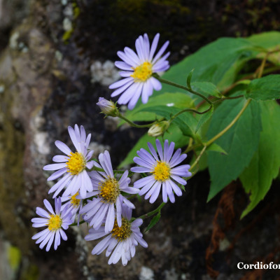 Flora and Fauna