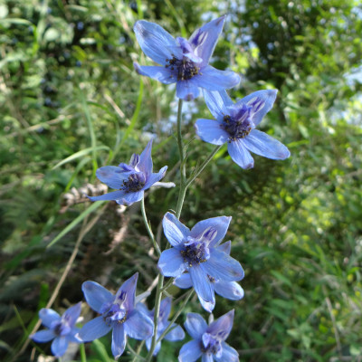 Flora and Fauna