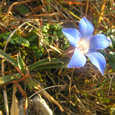 Flora and Fauna