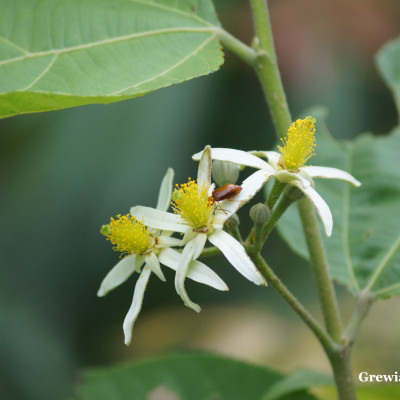 Grewia Optiva