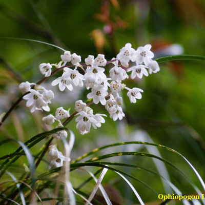 Flora and Fauna
