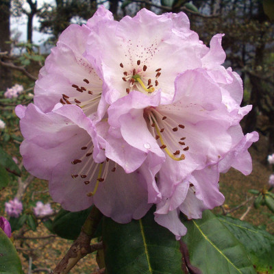 Pink Rhododendron