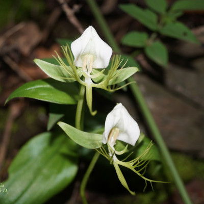 Flora and Fauna